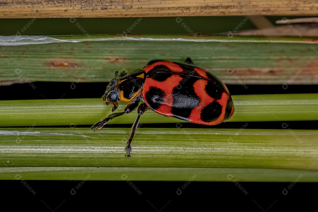 Joaninha adulta da espécie Coleomegilla occulta