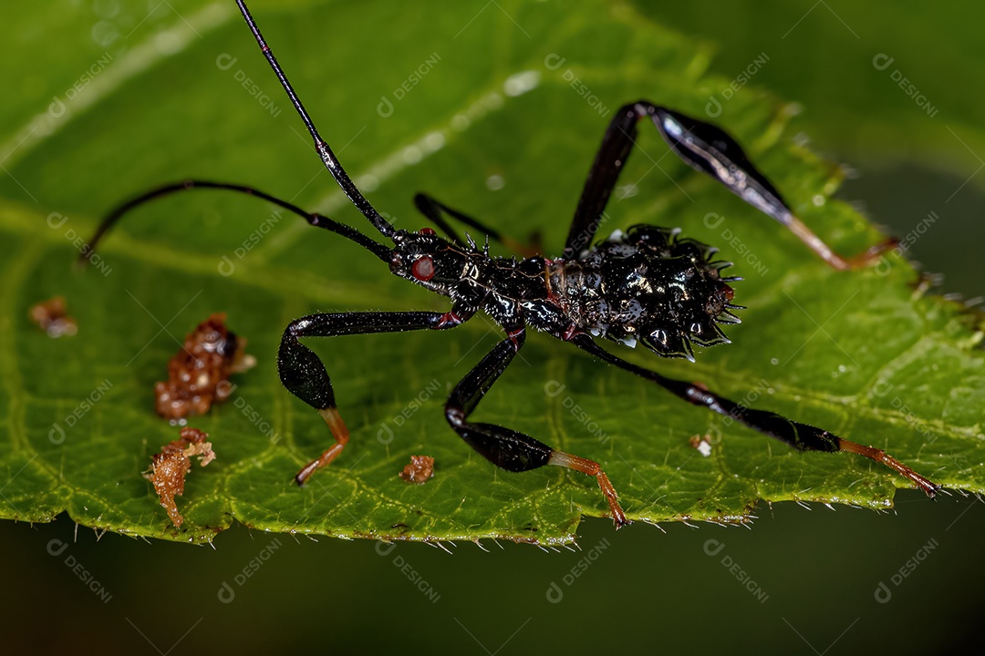 Vespa-aranha adulta da família Pompilidae
