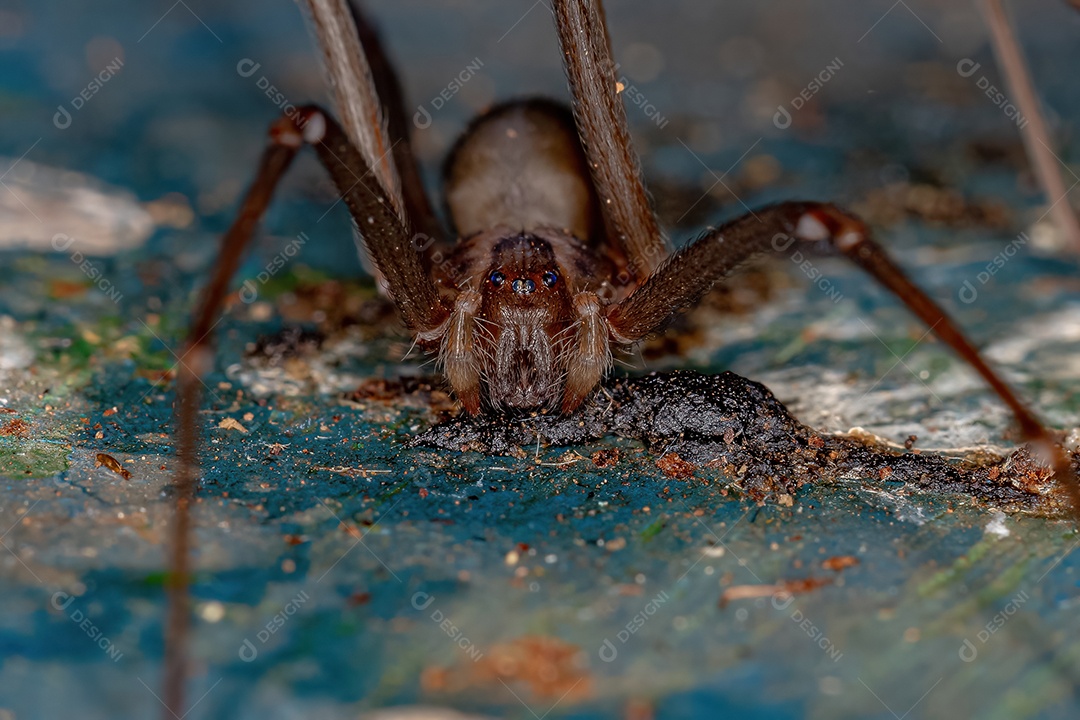 Aranha reclusa adulta do gênero Loxosceles