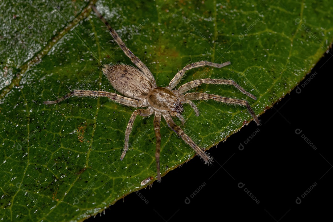 Pequena aranha-lobo do gênero Aglaoctenus