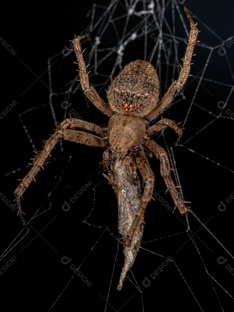 Pequena aranha-lobo do gênero Aglaoctenus