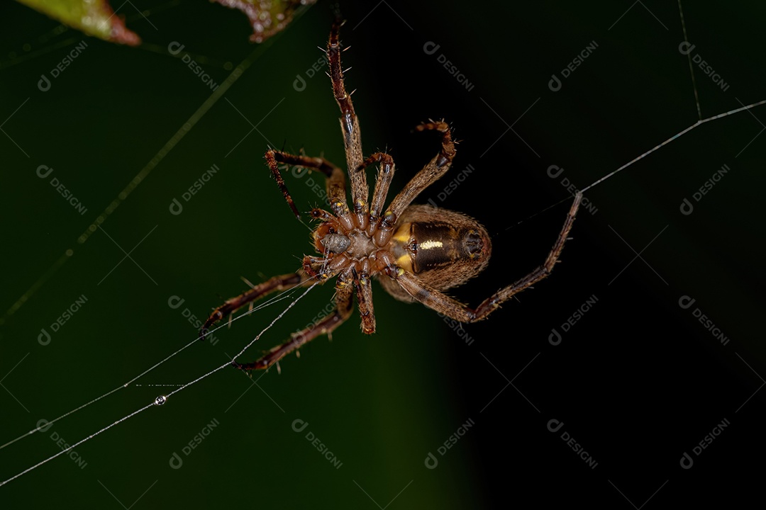 Pequena aranha saltadora macho da espécie Maeota dichrura