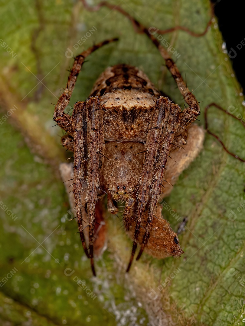 Aranha Trechaleid Fêmea Adulta da Família Trechaleid