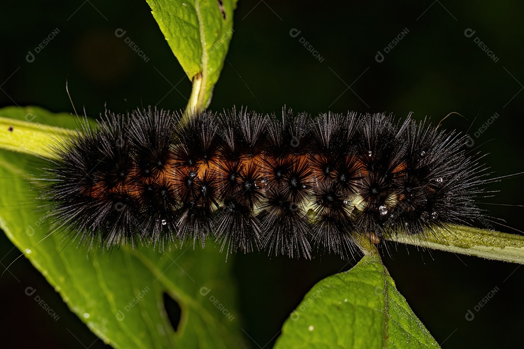 Tiger Moth Lagarta da tribo Arctiini