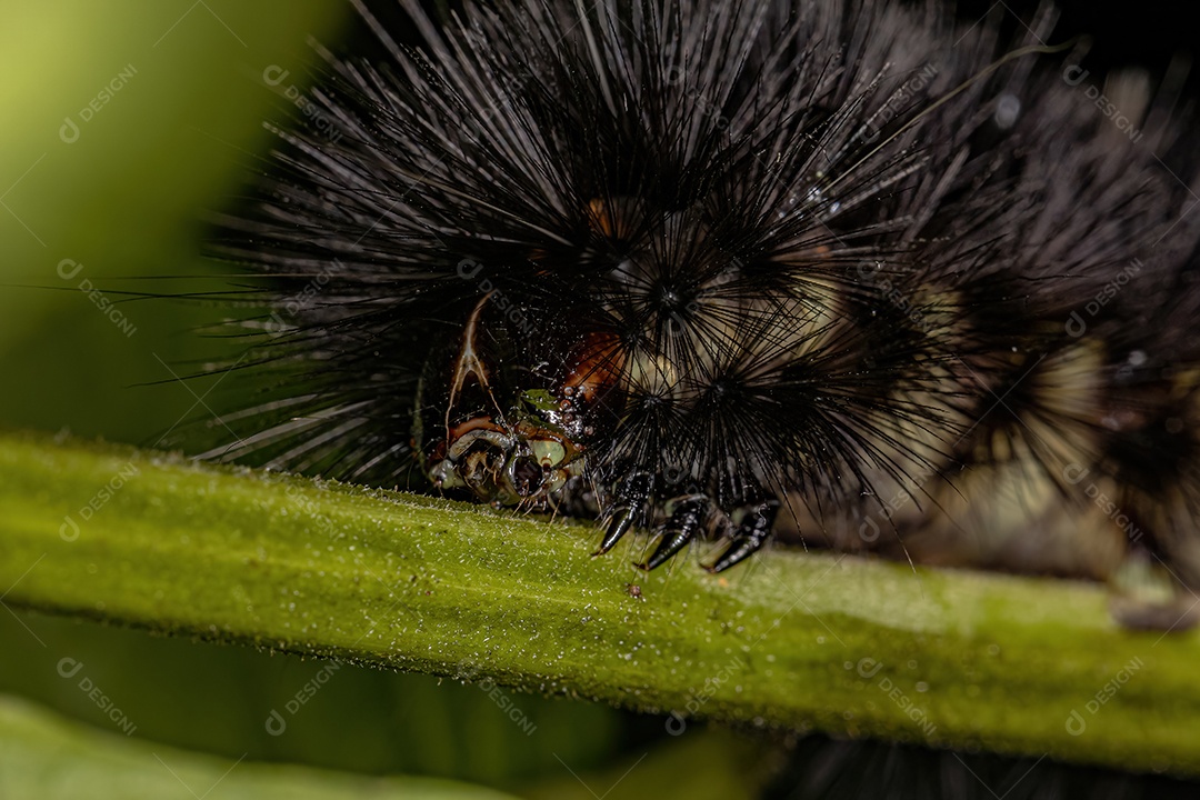 Tiger Moth Lagarta da tribo Arctiini