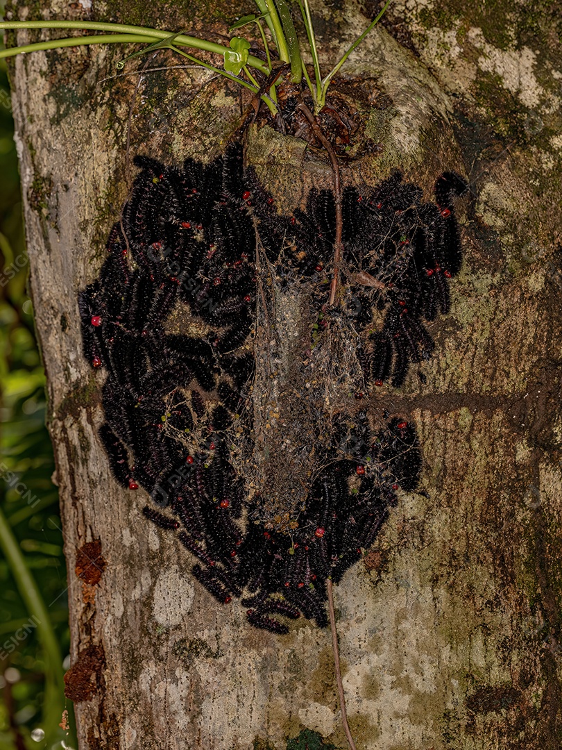 Grupo de lagartas negras do gênero Ammalo em um tronco