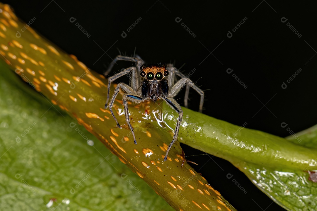 Pequena aranha saltadora macho da espécie Maeota dichrura