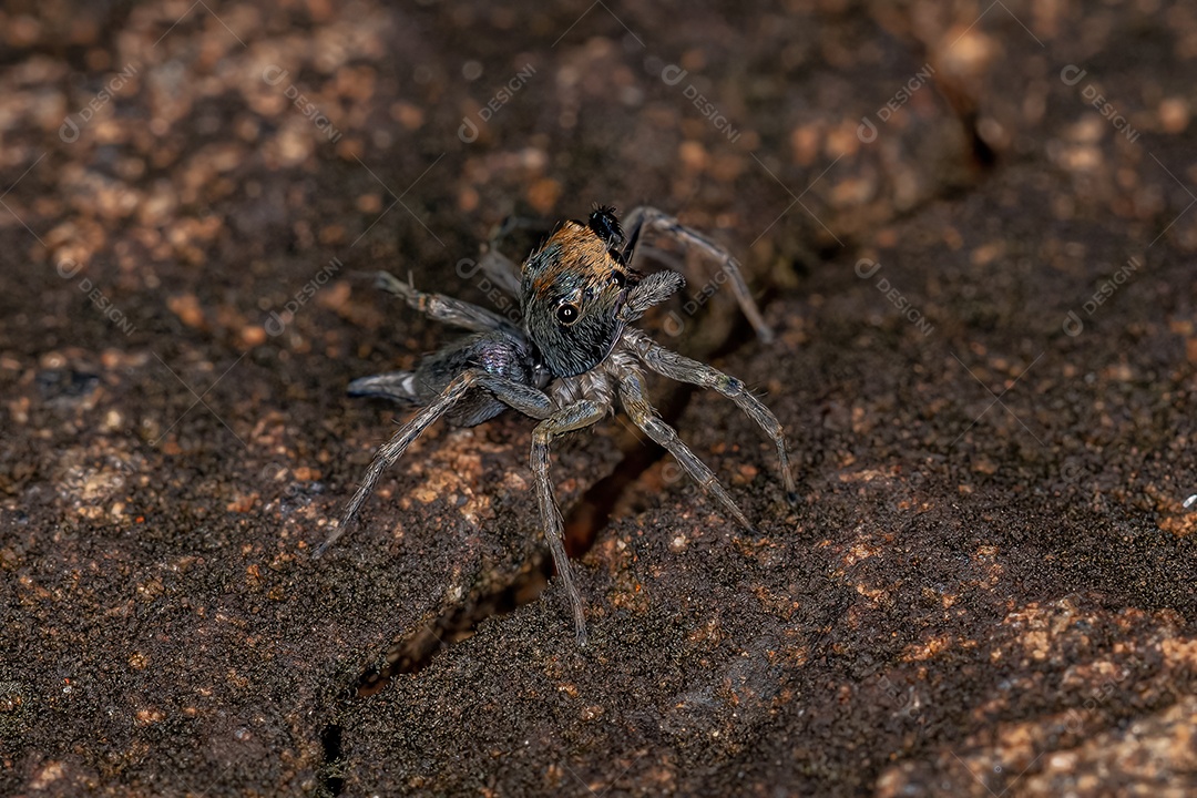 Pequena aranha saltadora macho da espécie Maeota dichrura