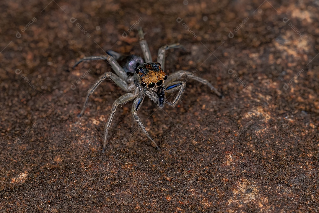 Pequena aranha saltadora macho da espécie Maeota dichrura