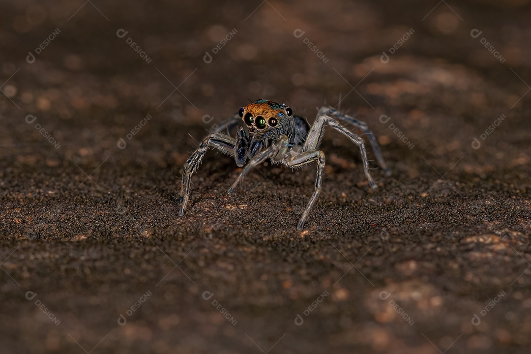 Pequena aranha saltadora macho da espécie Maeota dichrura