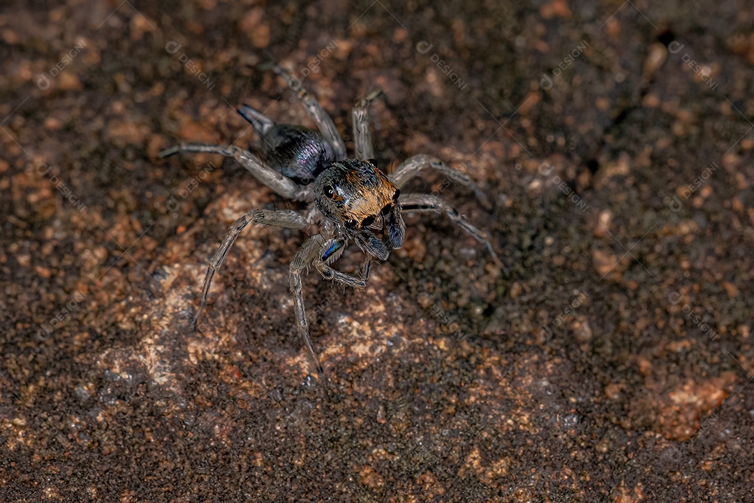 Pequena aranha saltadora macho da espécie Maeota dichrura