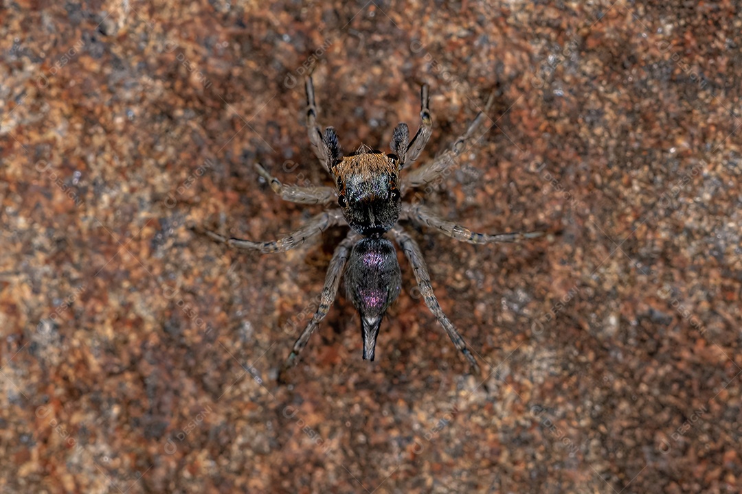 Pequena aranha saltadora macho da espécie Maeota dichrura