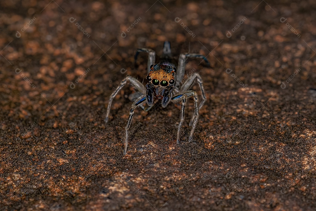 Pequena aranha saltadora macho da espécie Maeota dichrura