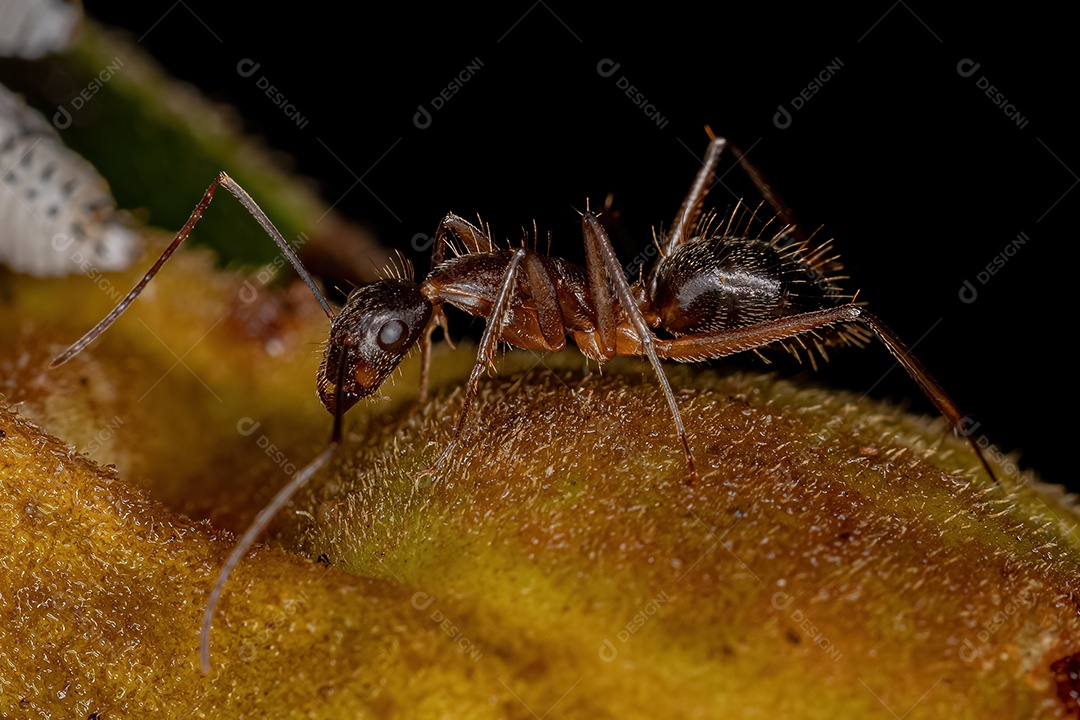 Formiga carpinteira fêmea adulta do gênero Camponotus