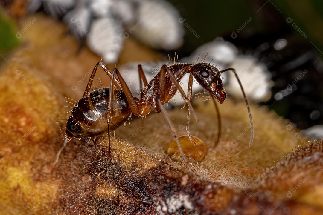 Formiga carpinteira fêmea adulta do gênero Camponotus