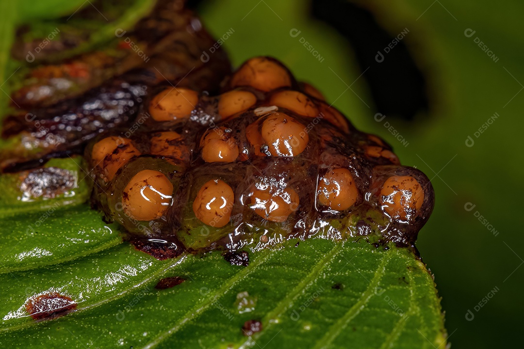 Pequenas sementes amarelas em substância gelatinosa dispersor de sementes de fezes de animais de morcego