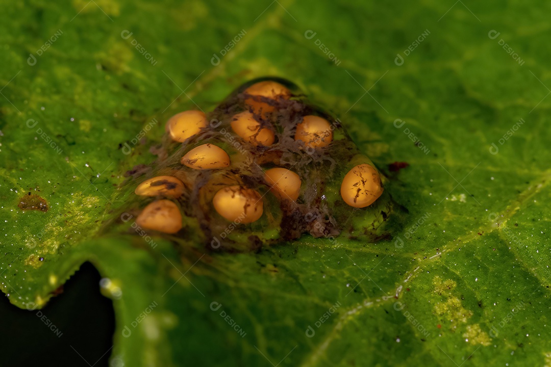 Pequenas sementes amarelas em substância gelatinosa dispersor de sementes de fezes de animais de morcego