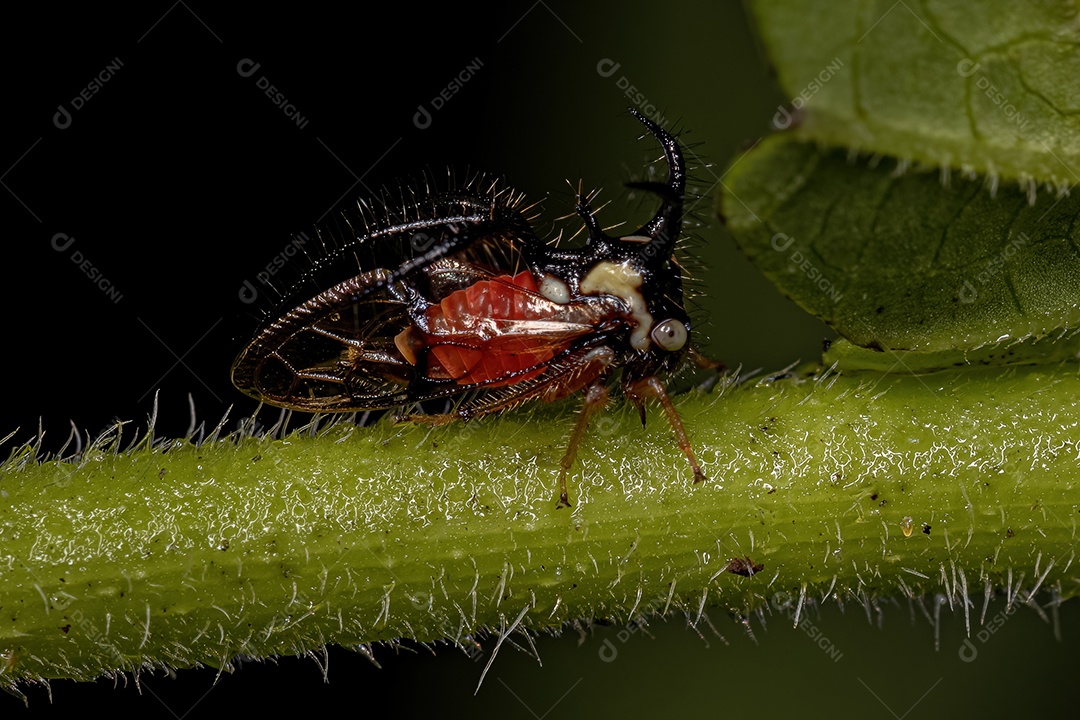 Cigarrinha adulta Inseto da espécie Cyphonia trifida