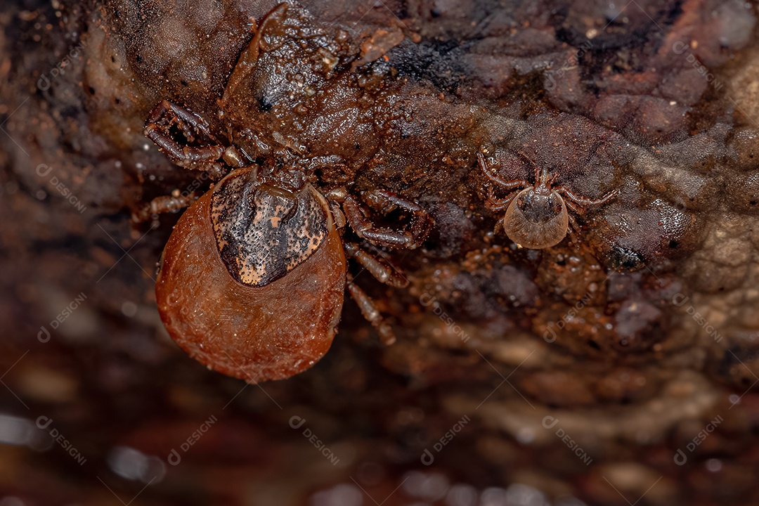 Dois carrapatos Bont da espécie Amblyomma rotundatum