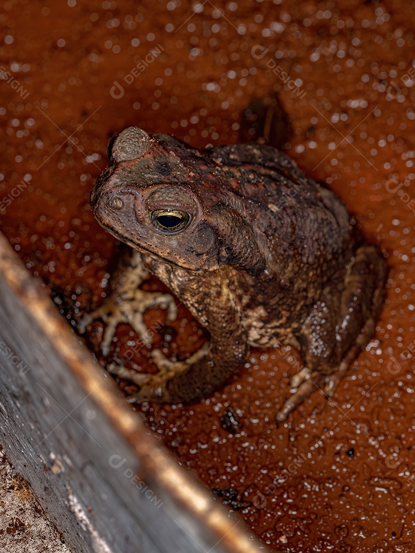 Sapo Cururu adulto do gênero Rhinella com Dois Carrapatos Bont da espécie Amblyomma rotundatum