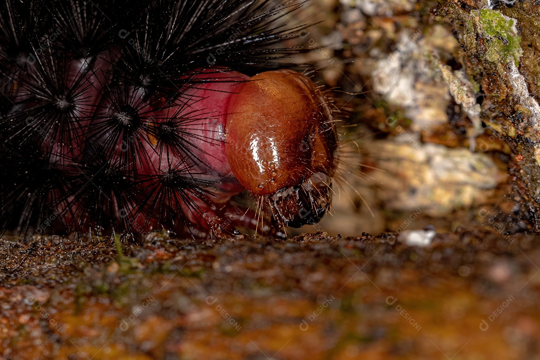 lagarta da mariposa negra do gênero Ammalo