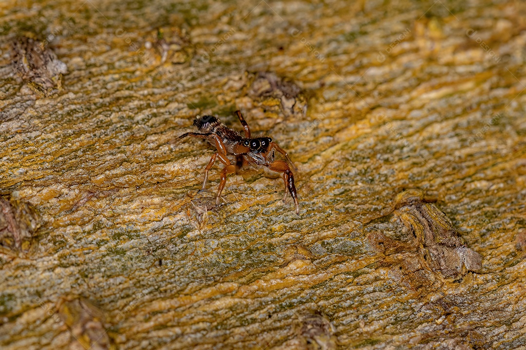 Pequena aranha saltadora da subfamília salticinae