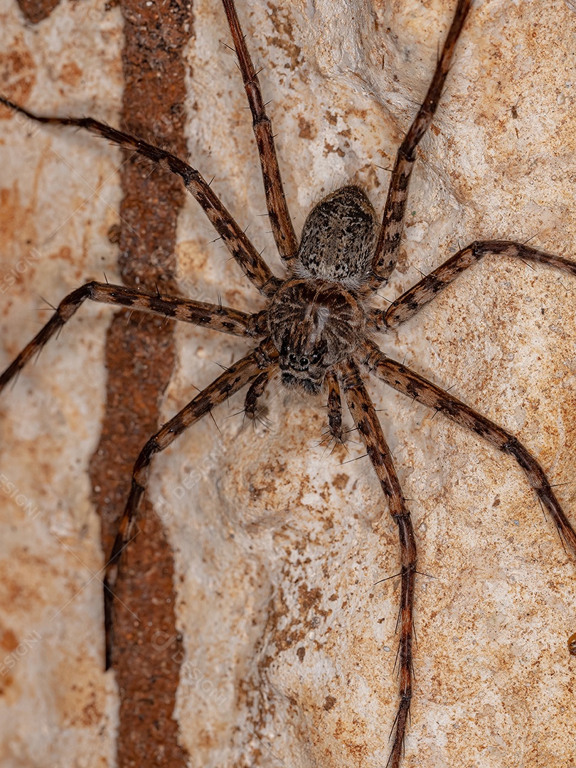 Pequena aranha-lobo do gênero Aglaoctenus