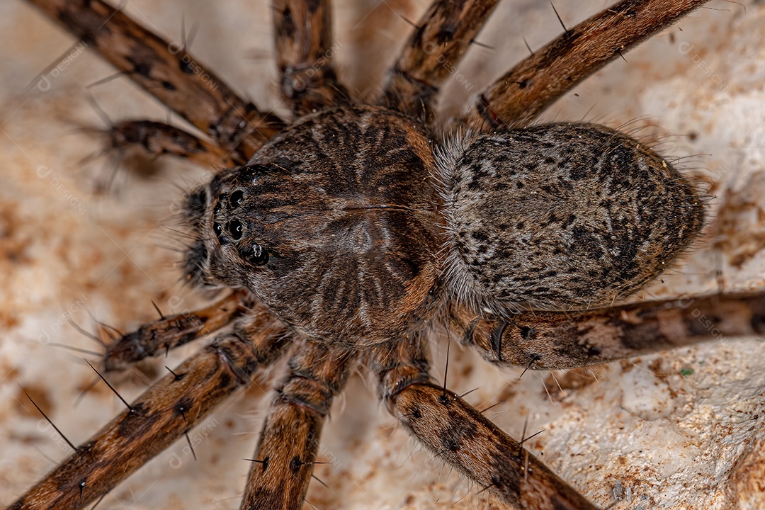 Pequena aranha-lobo do gênero Aglaoctenus