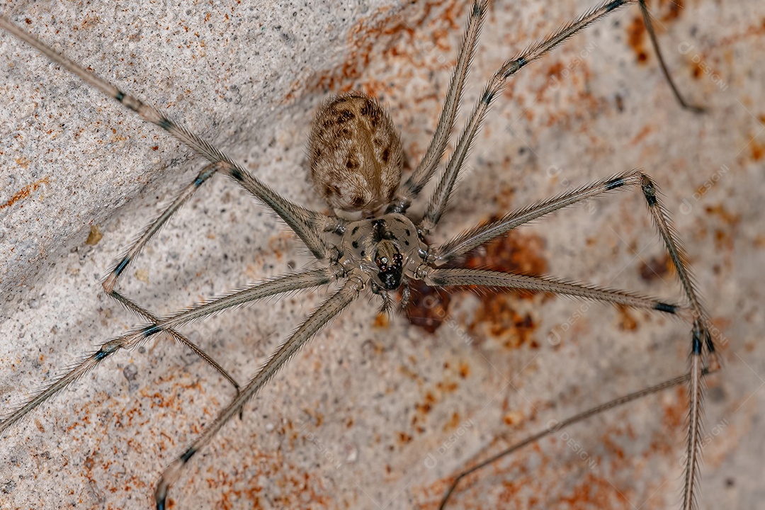 Aranha de porão de corpo curto fêmea adulta da espécie Physocyclus globosus