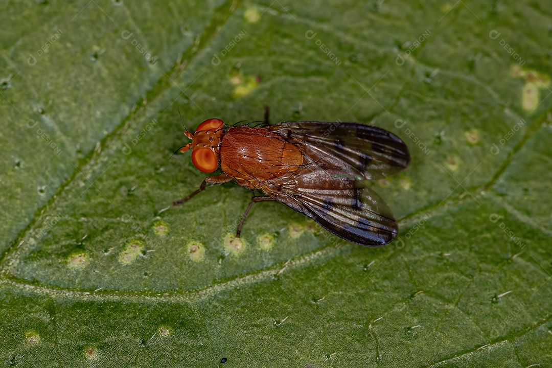 Mosca Acalyptrate adulta da subseção Zoo Acalyptratae