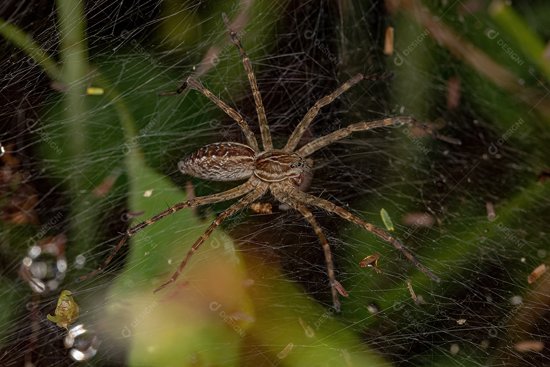 Aranha Trechaleid Fêmea Adulta da Família Trechaleid