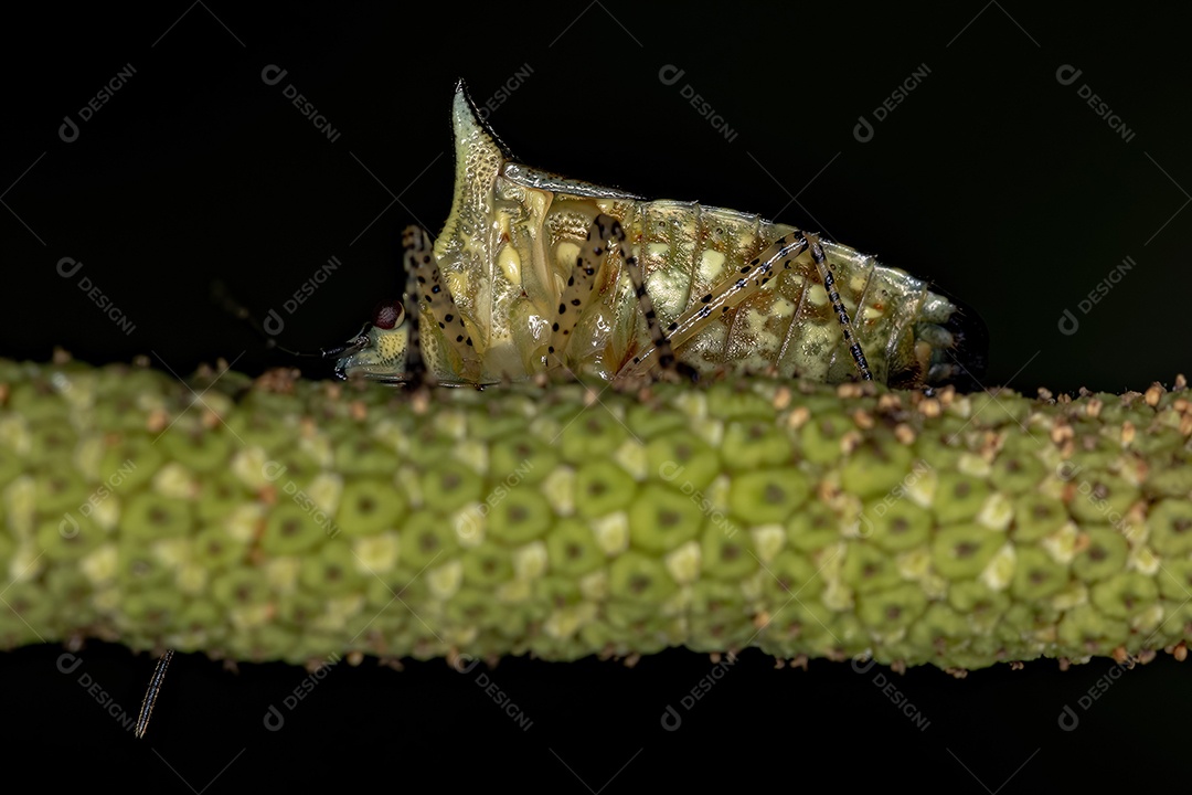 Percevejo adulto da espécie Sibaria armata