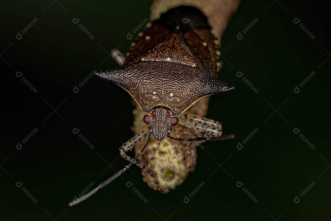 Percevejo adulto da espécie Sibaria armata