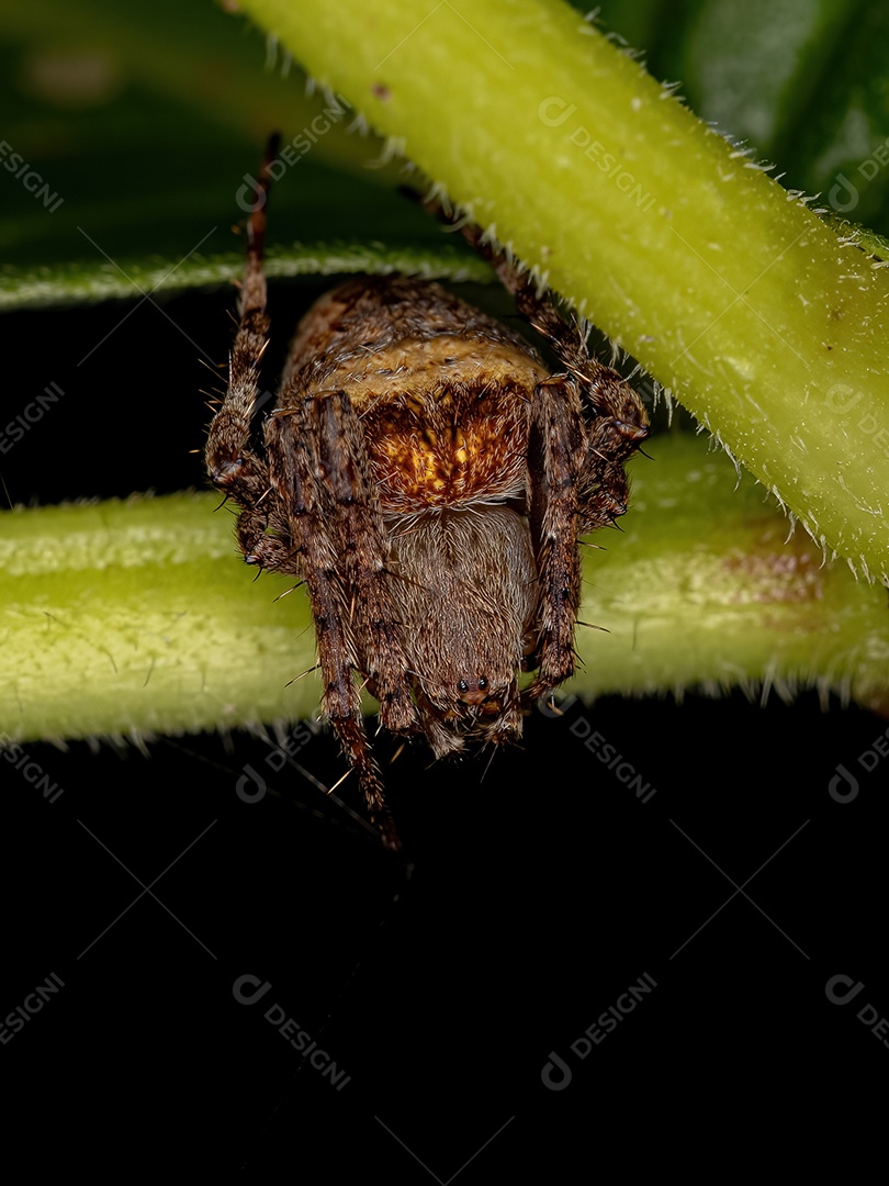 Orbweaver clássico pequeno da família Araneidae