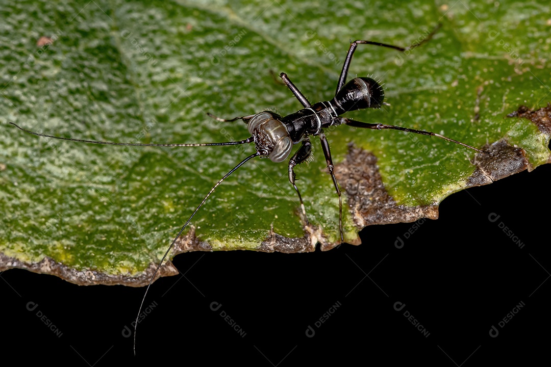 Mantoidid Mantis Ninfa do Gênero Mantoida
