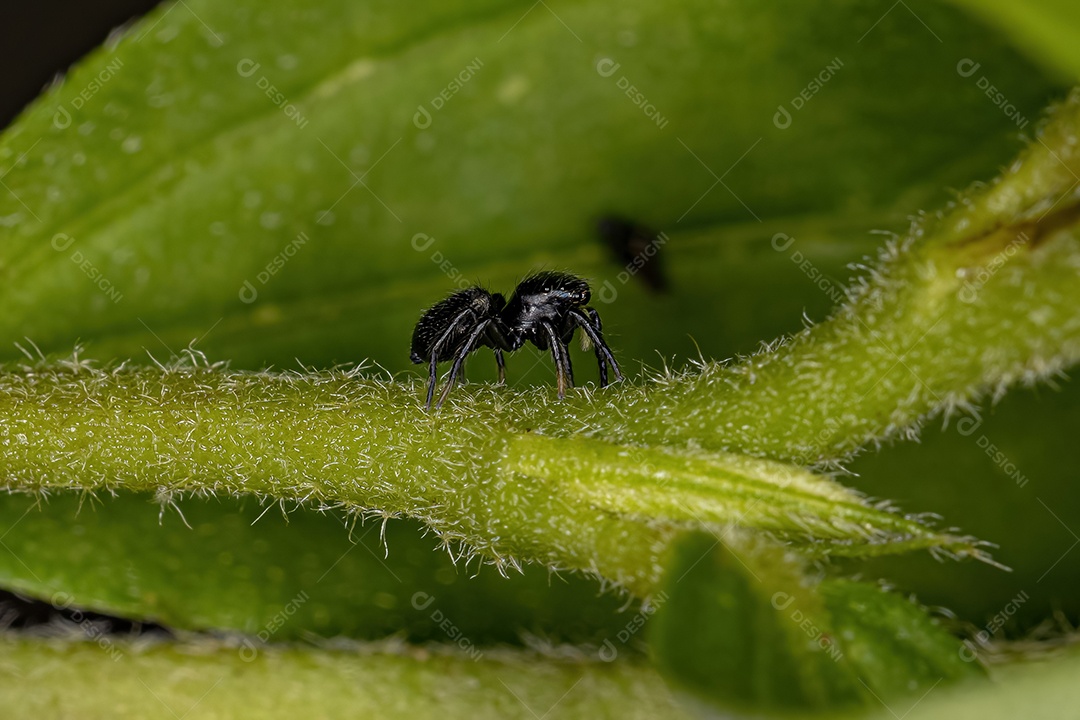 Pequena aranha saltadora preta da subfamília salticinae