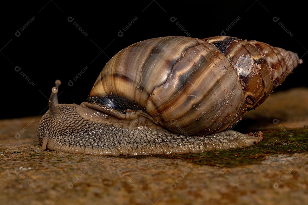 Caracol terrestre comum do gênero Corona