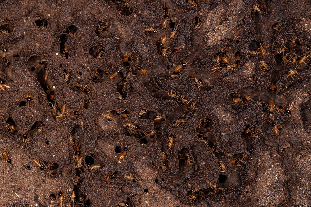 Cupins Nasute adultos do gênero Nasutitermes