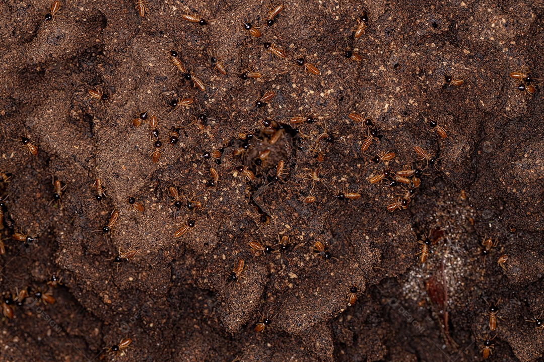 Cupins Nasute adultos do gênero Nasutitermes