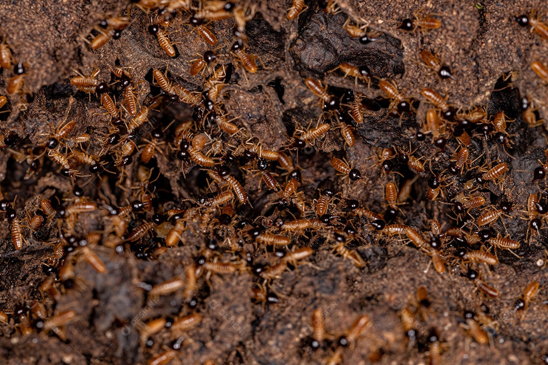 Cupins Nasute adultos do gênero Nasutitermes