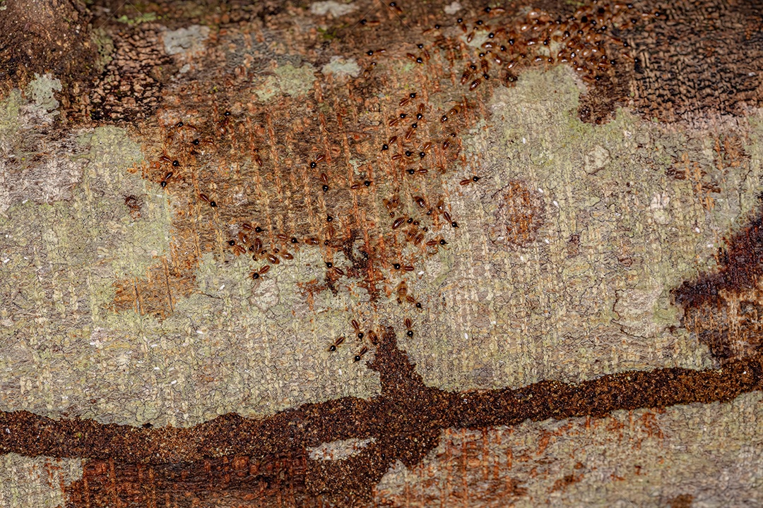 Cupins Nasute adultos do gênero Nasutitermes