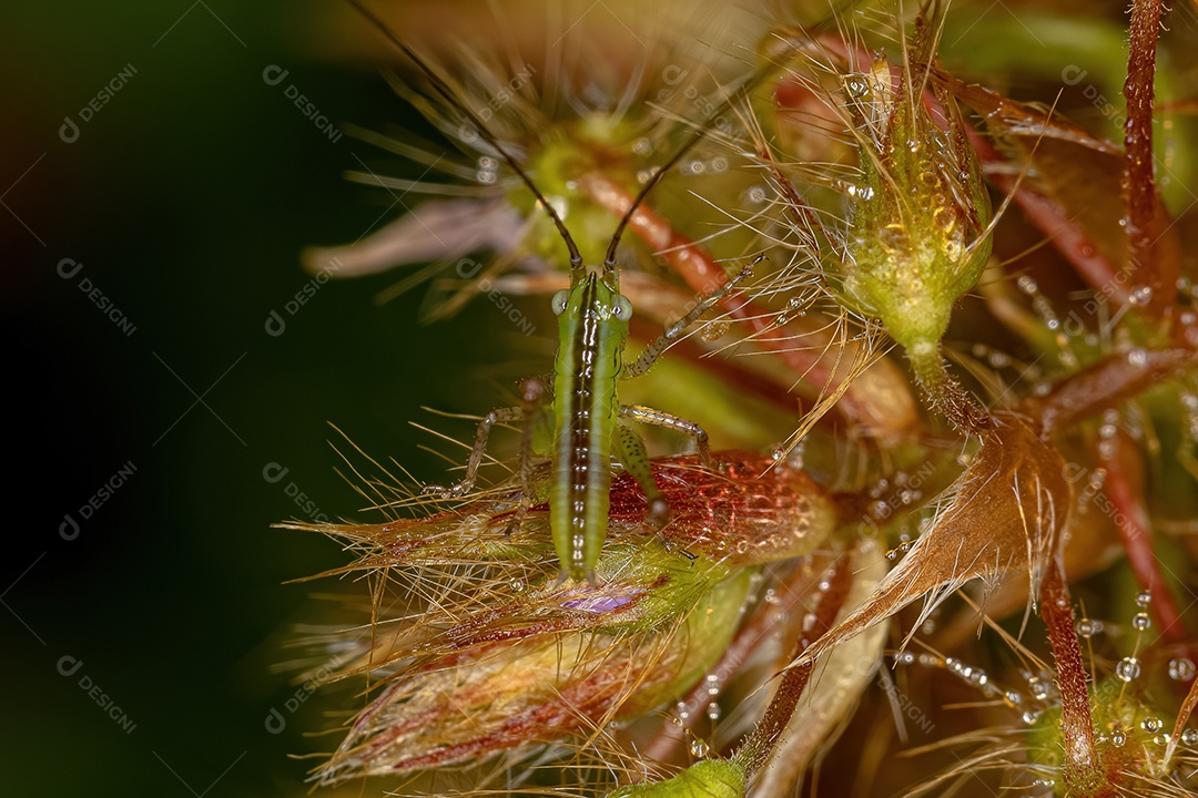 Lesser Meadow Katydid Ninfa do Gênero Conocephalus