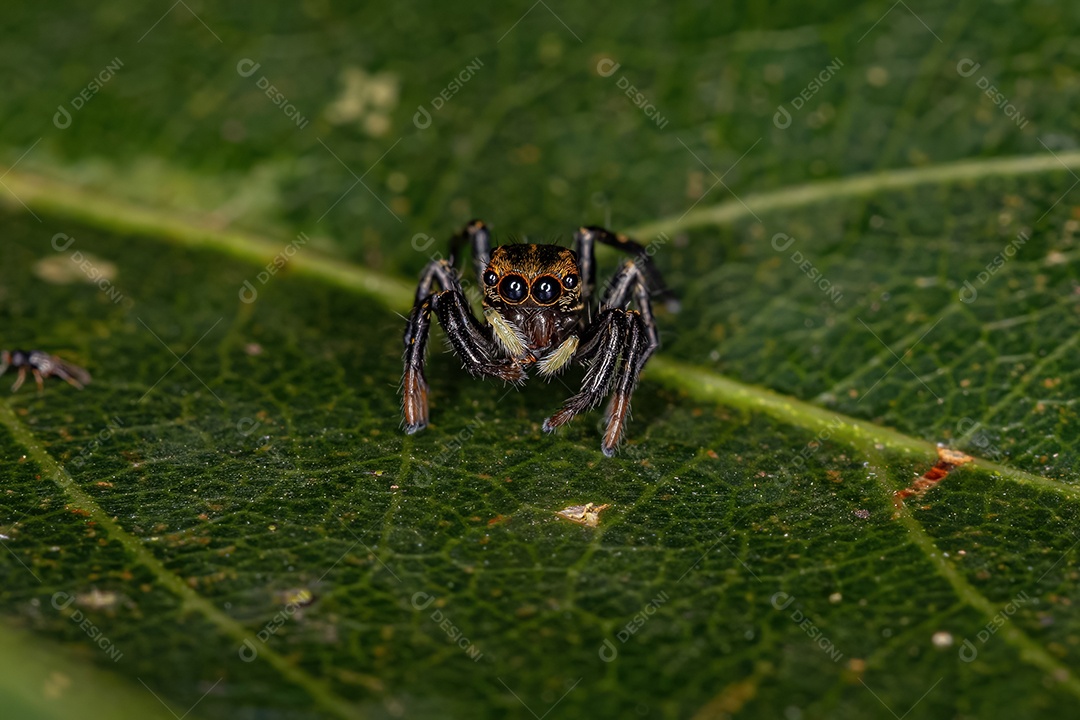 Pequena aranha saltadora preta da subfamília salticinae