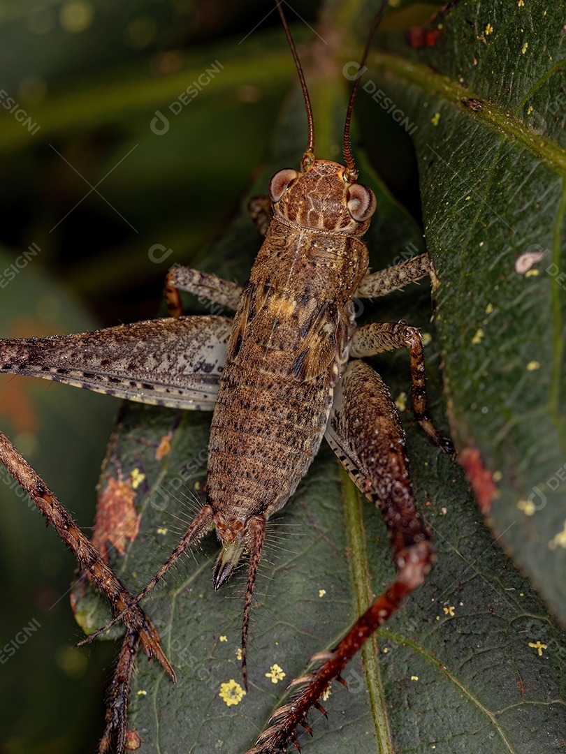 Verdadeira ninfa do grilo do gênero Eneoptera