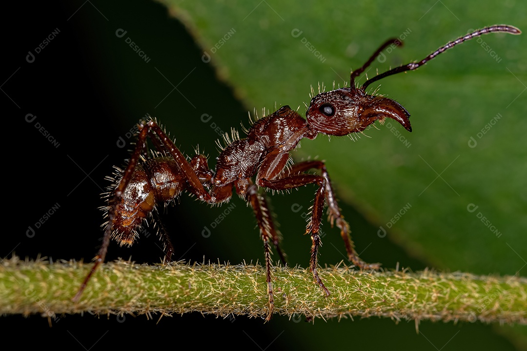 Cigarrinha adulta imitando formigas da espécie Cyphonia clavata
