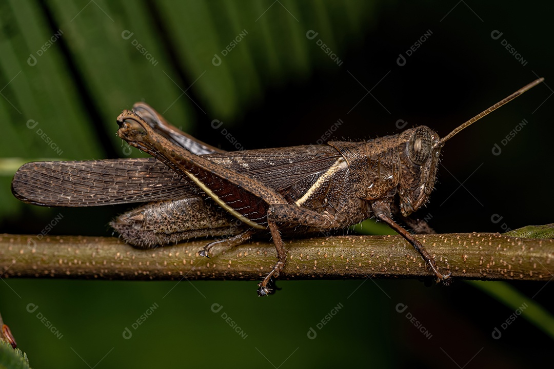Gafanhoto adulto da espécie Abracris flavolineata.