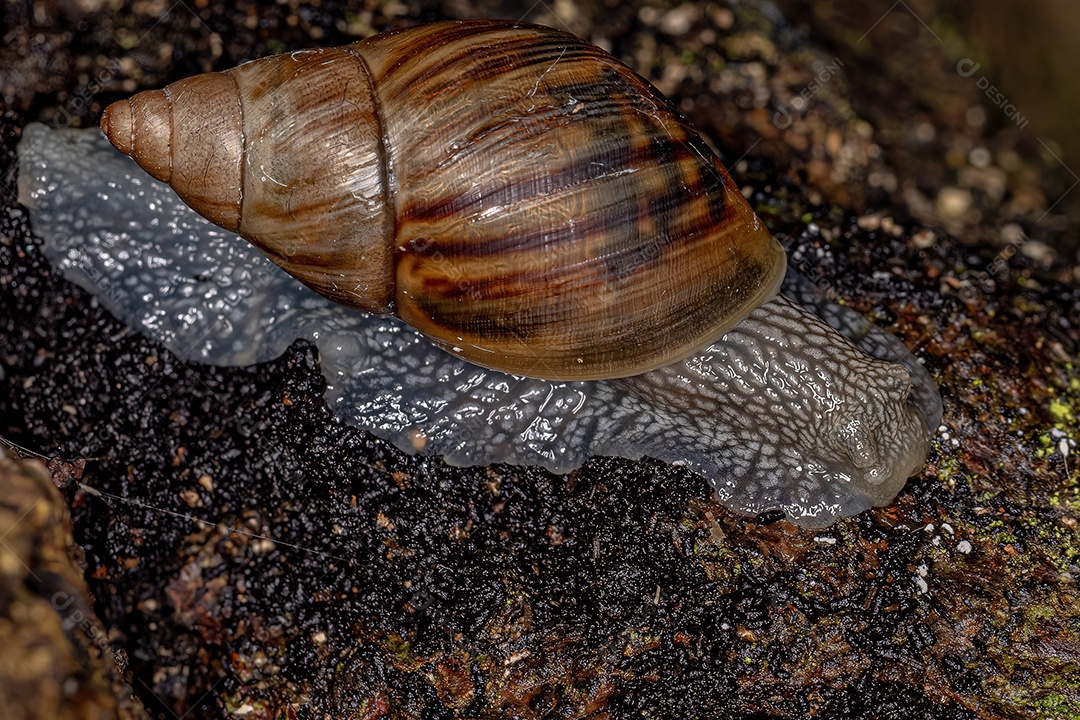 Pequeno caracol heliciniano da superfamília Orthalicoidea.