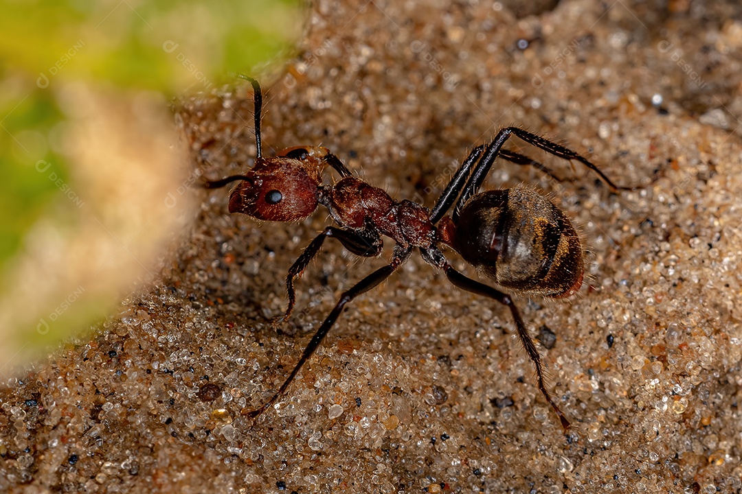 Formiga odorífera adulta da espécie Dolichoderus quadridenticulatus.