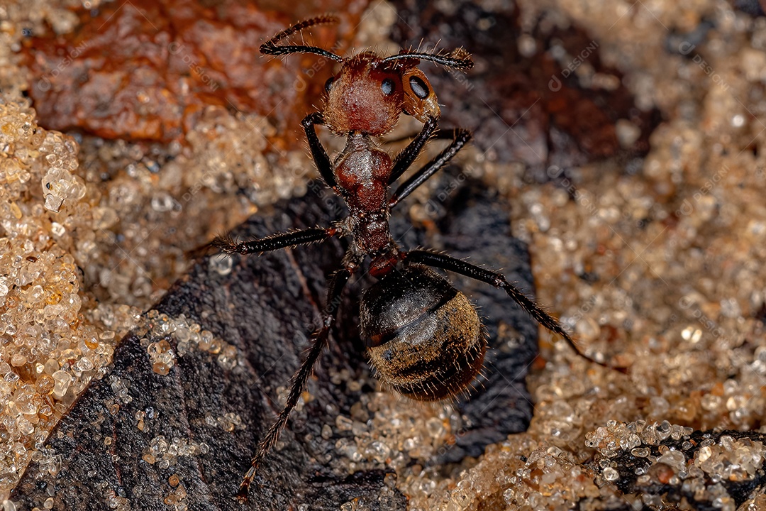 Formiga Odorosa adulta da espécie Dolichoderus quadridenticulatus com uma presa na cabeça de uma formiga pseudomyrmex mordida na perna.