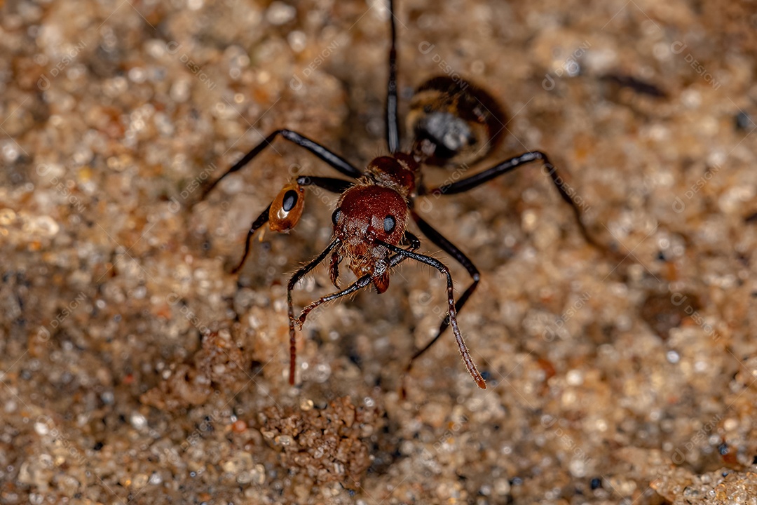 Formiga Odorosa adulta da espécie Dolichoderus quadridenticulatus com uma presa na cabeça de uma formiga pseudomyrmex mordida na perna.